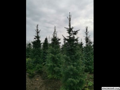 Пихта одноцветная - Abies concolor
