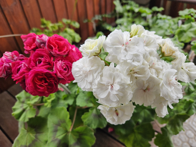 Пеларгония ИВ-Жемчужина Шах Сафи