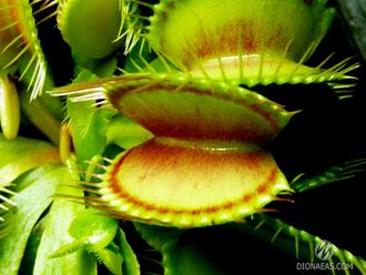 Dionaea muscipula Red Line