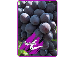 Каталония (укоренённый черенок)