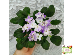 LV-Цветы для Любимого (Л. Шевелева) 2025 г. трейлер (клакамасный лонг)