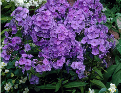 Флокс метельчатый Amethyst, C2