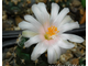 Turbinicarpus lophophoroides PP207 (семена)