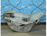 WOOLLY  rhinoceros, носорог, шерстистый, мамонт, рог, рога, челюсть, кость, скелет, вымерший, зубы