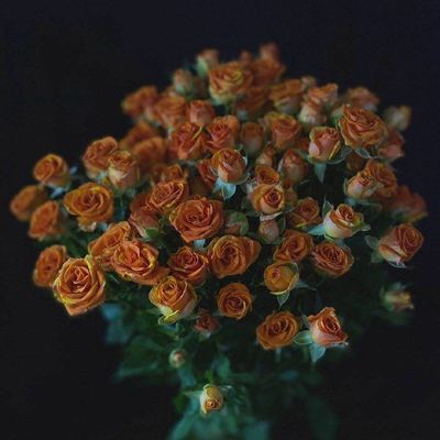 Кустовая роза 60 см. 25 шт.