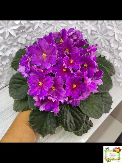 Dn-Cherchez la Femme (Д. Денисенко) 2020 г.