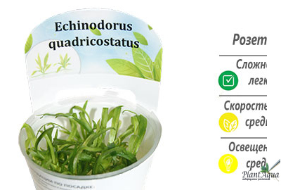 Эхинодорус квадрикостатус
