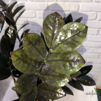 Замиокулькас Равен (Ворон) / Zamioculcas Raven