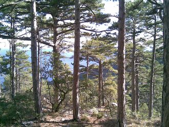 Сосна крымская (Pinus Pallasiana) 5 мл - 100% натуральное эфирное масло