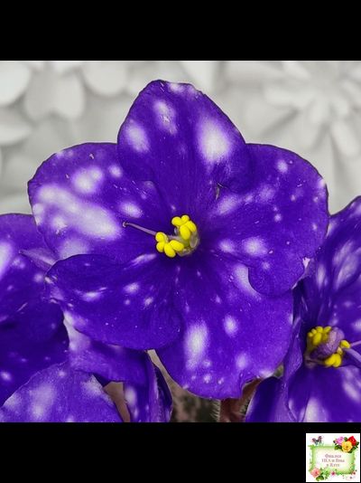 Rivermist Heavenly (J. Baker) (10985) NEW 05/21/2018