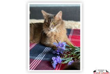 JCH, CHAMPION  Tavrida Fleur Lunaire, 
Порода: сомалийская, окрас голубой