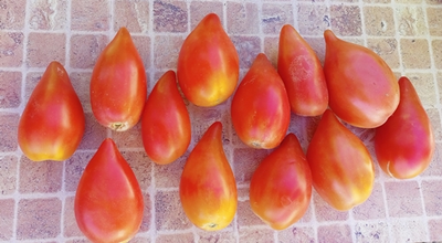 Томат Похвала Марины, (Marina's Praise, Гордость Марины)