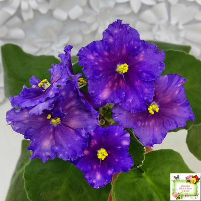 Nik-Сокровище Каравана (Н. Булко) 2022 г. (сортовой стартер)