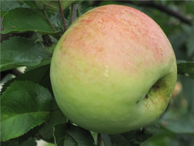 Антоновка десертная (яблоня)