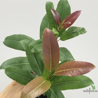 Ficus superba var. henneana / фикус суперба хениана