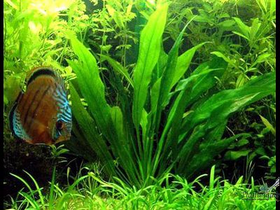 Эхинодорус амазонский