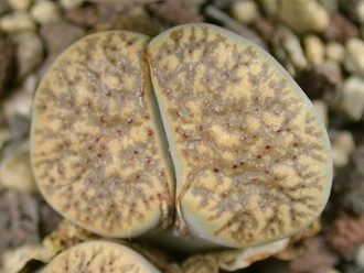 Lithops verruculosa C229B - 10 семян