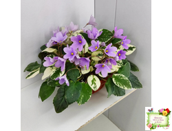 ЛЕ-Эрика (Е. Лебецкая) трейлер