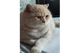 Кутилов А С "Сытая жизнь"