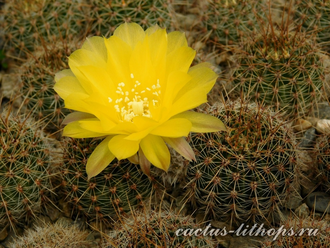Lobivia aurea v.sierragrandensis WR-711b - 10 семян