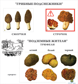 Грибы  (10 шт), комплект кодотранспарантов (фолий, прозрачных пленок)