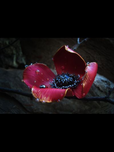 &quot;Волшебный мак Весенницы&quot;, нарядная брошь с божьей коровкой и капельками