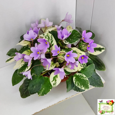 ЛЕ-Эрика (Е. Лебецкая) трейлер