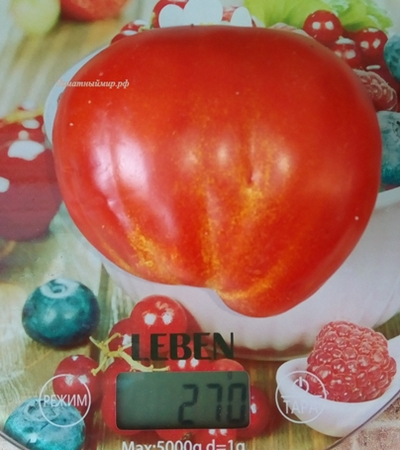Томат 100 пудов