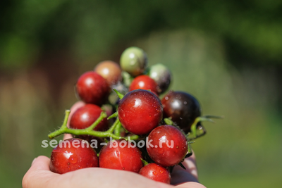 Томат Черри Смурфиника, 10 шт
