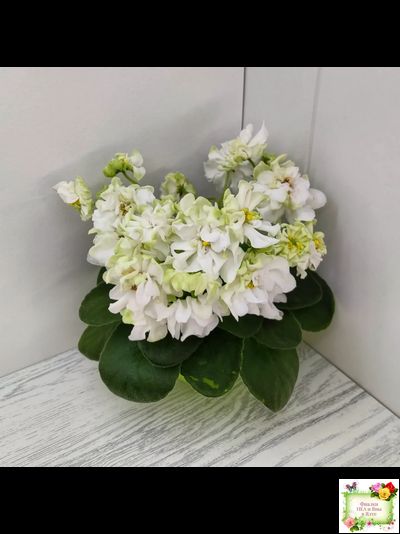 DS-Прекрасное Далеко (Dimetris) 2021 г.