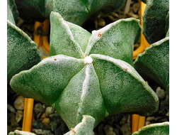 Astrophytum myriostigma v.strongylogonum (D=40-50 мм)