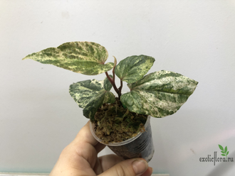 Перчик Сильватикум вариегатный / Piper Sylvaticum variegated