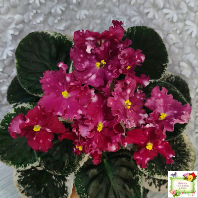 Rivermist Zeeva (J. Baker) (лист посажен 27/01/26)