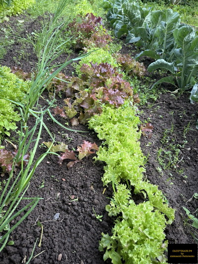 чернозем луговой урожай