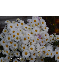 Хризантема корейская Белая ромашка