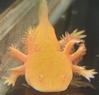 Аксолотль золотой