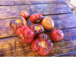 Томат Оранжево-красный Блюз (Orange red Blues)