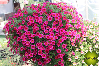 КАЛИБРАХОА АМПЕЛЬНАЯ РАССАДА