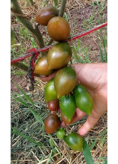 Томат Гранатовая капля