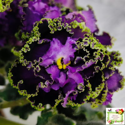 АВ-Гром и Молнии (Фиалковод) 2019 г.