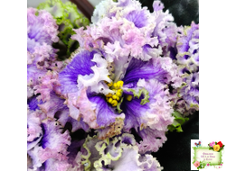 БР-Зимняя Метель (С. и Н. Буркацкие) 2021 г.