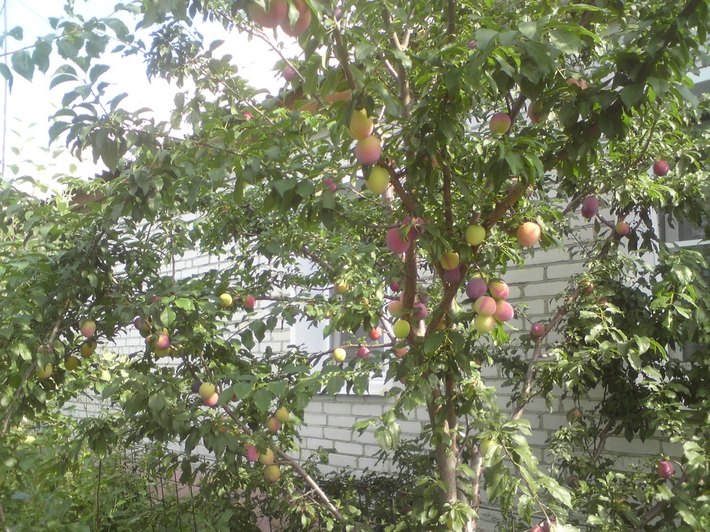 Алыча - Кубанская комета