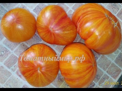 Томат План 9 из открытого космоса (Plan 9 from outer space)