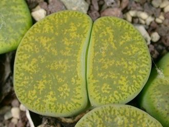 Lithops lesliei 'Albinica' C036A (Чехия) - 10 семян