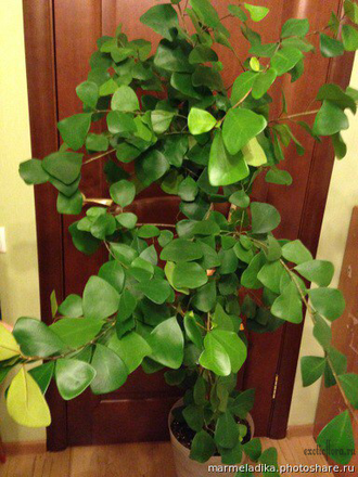 Ficus Triangularis Natali Trinova / фикус треугольный тринова