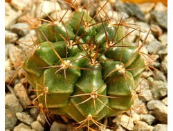 Gymnocalycium bruchii v. niveum VG 536