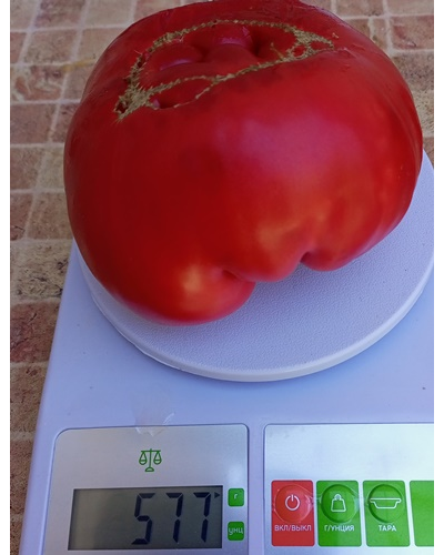 Томат Розовый гигант м-ра Андервуда (Mr. Underwood's Pink German Giant)