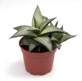 Haworthia tesselata (Хавортия шахматная)