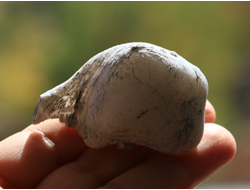 Кахолонг (Опал) желвак цельный, Оренбургская обл. (56*34*30 мм, 53 г) №10846