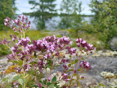 Мастер-класс «Сбор вкусных трав и изготовление напитков»